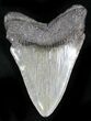 Bargain Megalodon Tooth - South Carolina #28017-1